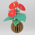 Anthurium