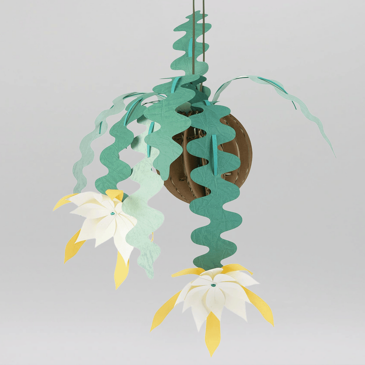 Disocactus Anguliger